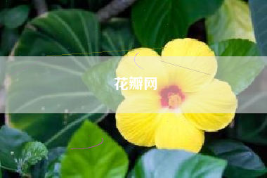 花瓣网
