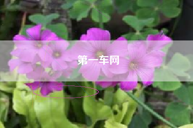 第一车网