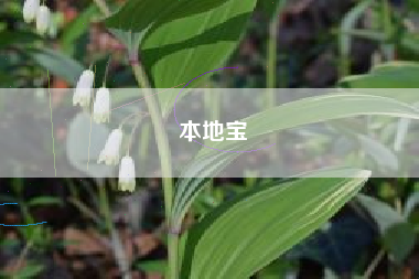 本地宝