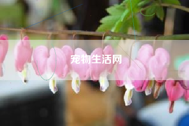 宠物生活网