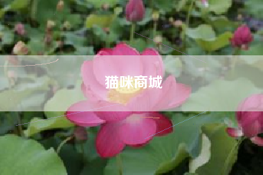 猫咪商城
