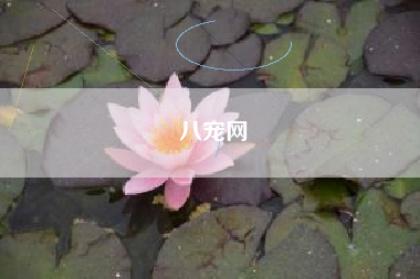 八宠网