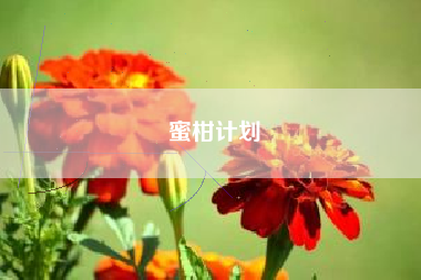 蜜柑计划