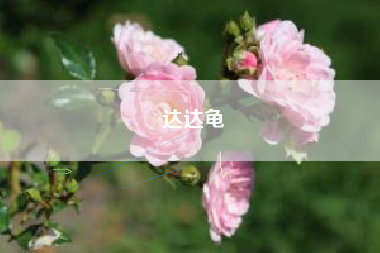 达达龟