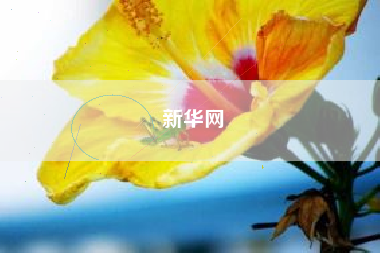 新华网