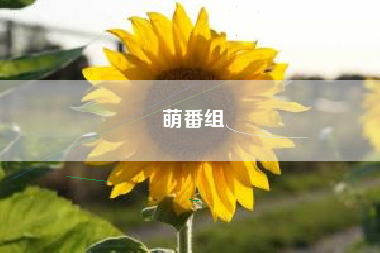 萌番组