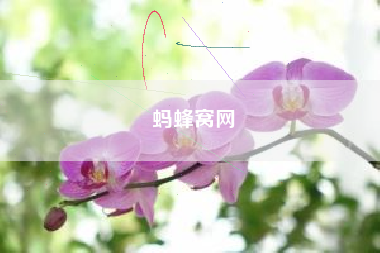 蚂蜂窝网