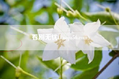 看剧无忧(kanju56.com)