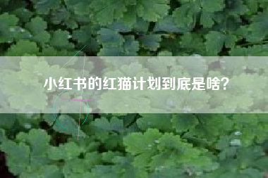 小红书的红猫计划到底是啥？